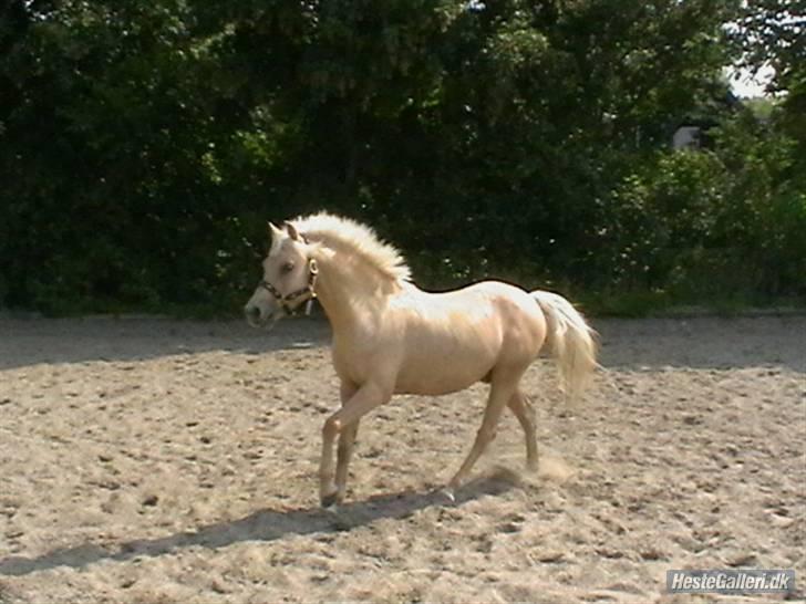 Hollandsk Sportspony Epol Star *Solgt* R.I.P - Den lille bølle<3 Elsker det billede! billede 20