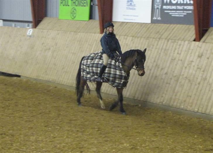 Anden særlig race Dyrkærgårds Atlantis - Opvarmning. Fotograf mor. billede 8