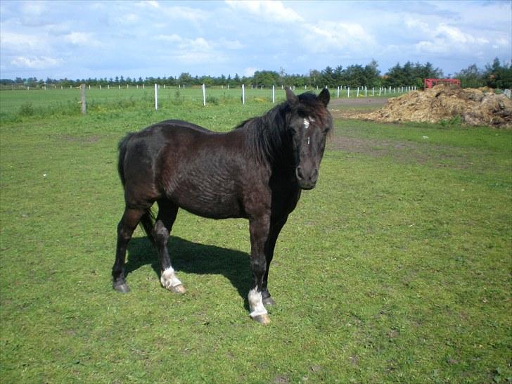 Irsk Sportspony Littel Black Diamond [Altid elsket/ Savnet] billede 18