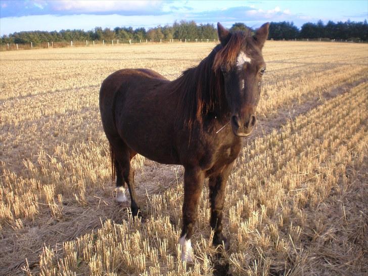 Irsk Sportspony Littel Black Diamond [Altid elsket/ Savnet] billede 19