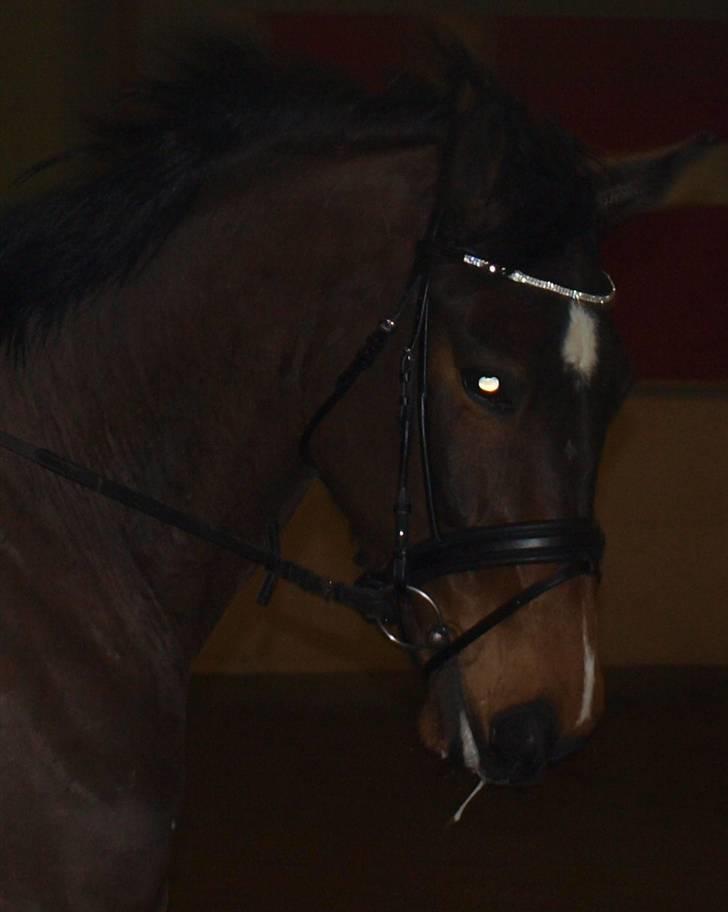 Dansk Varmblod Nørremøllehøj´s Luna (Solgt til norge) - min smukke pige billede 18