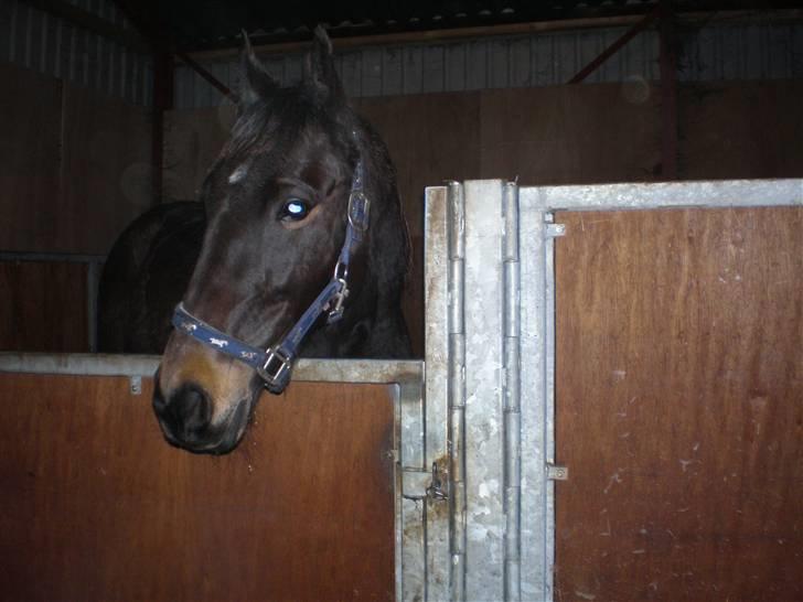 Traver Jet Queen ( laika/ pigen)[Vil Altid være savnet] billede 18