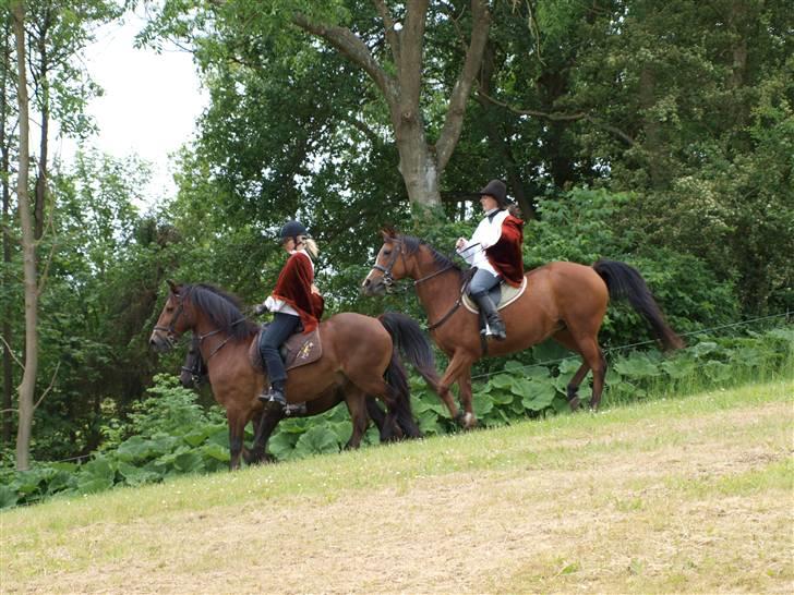 Arabisk fuldblod (OX) Sarina Isa - I showbiz med bedstevennen Felix billede 19