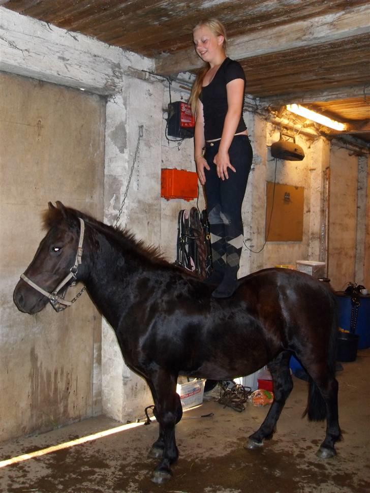 Anden særlig race Rollo <3 billede 17