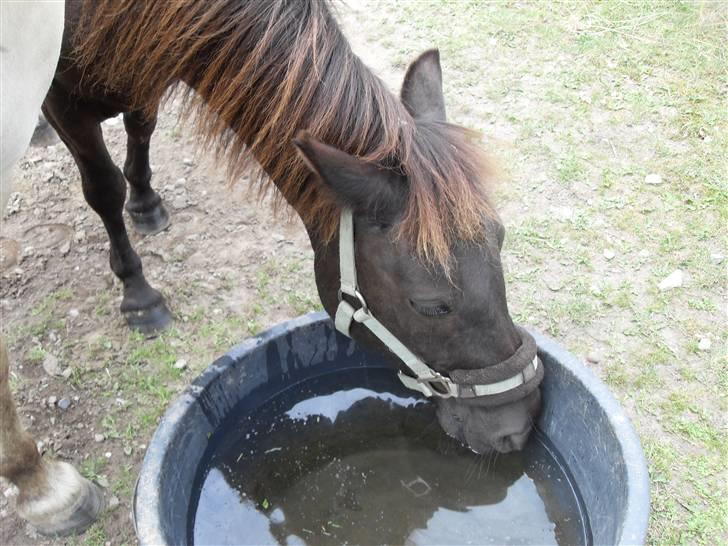 Anden særlig race Rollo <3 billede 19