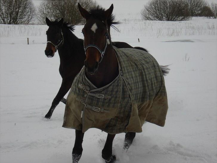 Dansk Varmblod Zaro R.I.P <3 - Skønooooooo<33333 billede 19