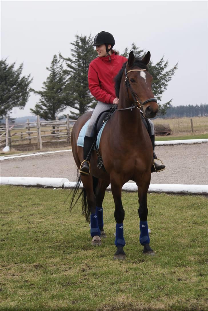 Dansk Varmblod Zaro R.I.P <3 - :-* <3 billede 20