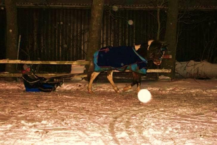 Knabstrupper Indy   - kælker :D <3 billede 15