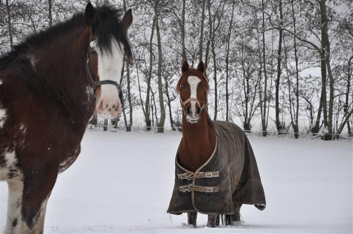 Welsh Pony (sec B) ulan (røde<3) - ulla og boy i sne billede 11