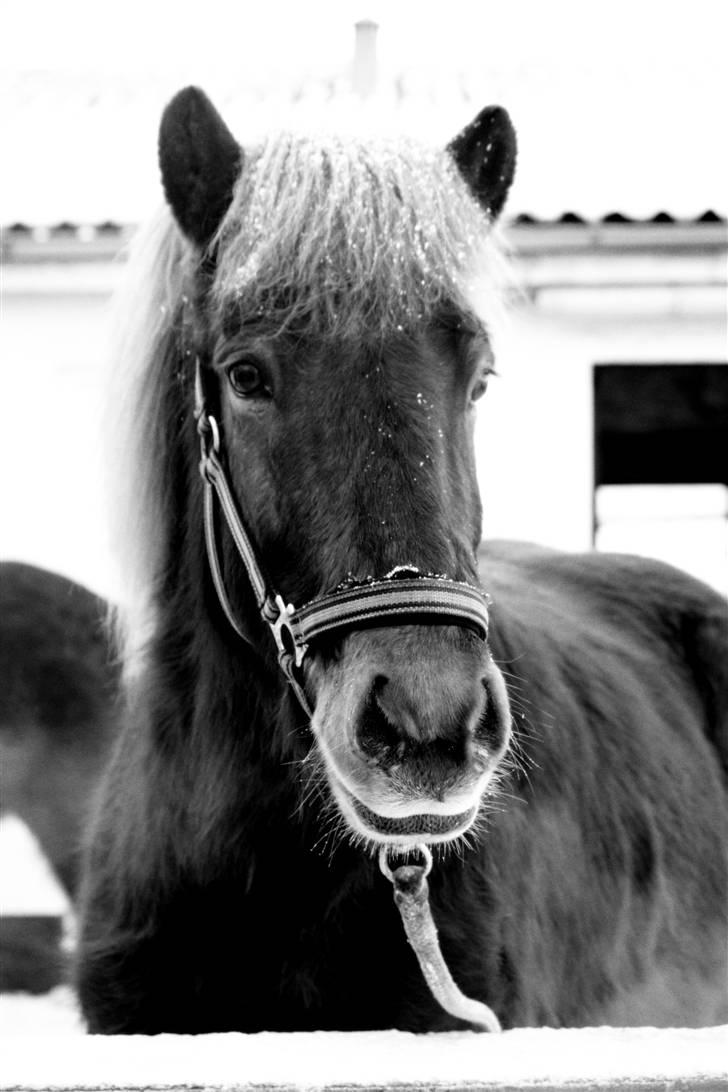 Islænder Raudekki fra Flødal 1 billede 8