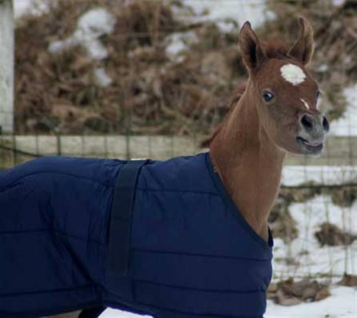 Arabisk fuldblod (OX) Waheds Zuleyma - Waheds Zuleyma 1 dage. billede 6