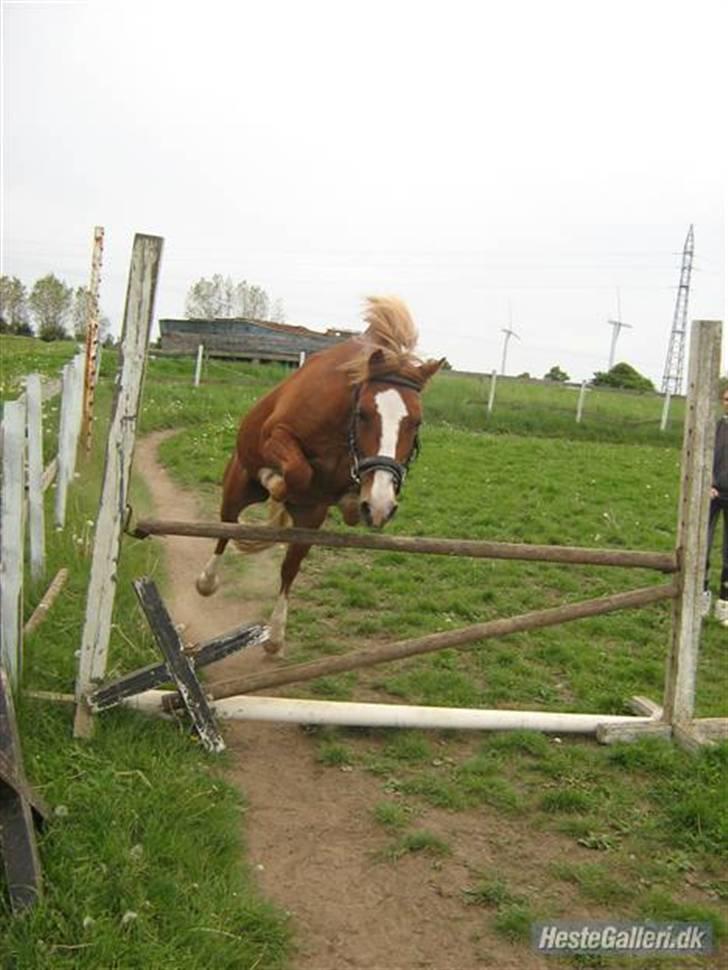 Welsh Pony af Cob-type (sec C) Jacki billede 2