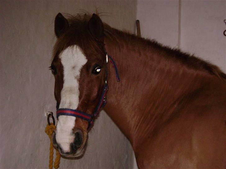 Welsh Pony af Cob-type (sec C) Jacki billede 3
