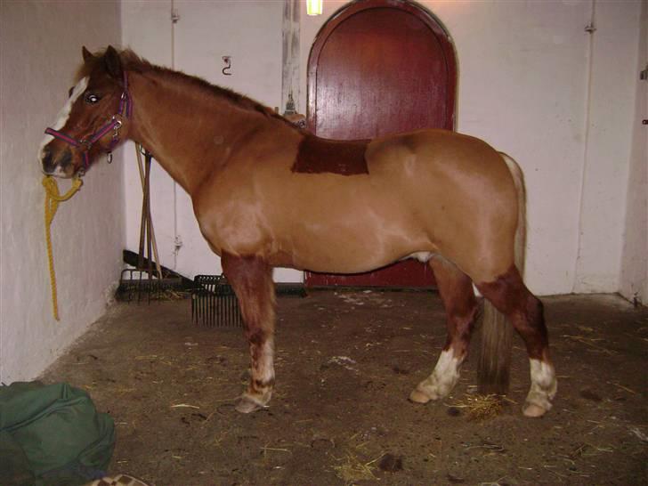 Welsh Pony af Cob-type (sec C) Jacki billede 4