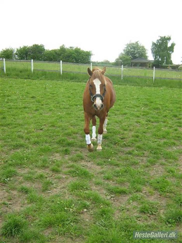 Welsh Pony af Cob-type (sec C) Jacki billede 6
