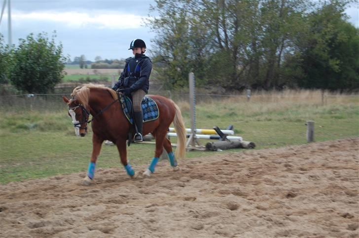 Welsh Pony af Cob-type (sec C) Jacki billede 7