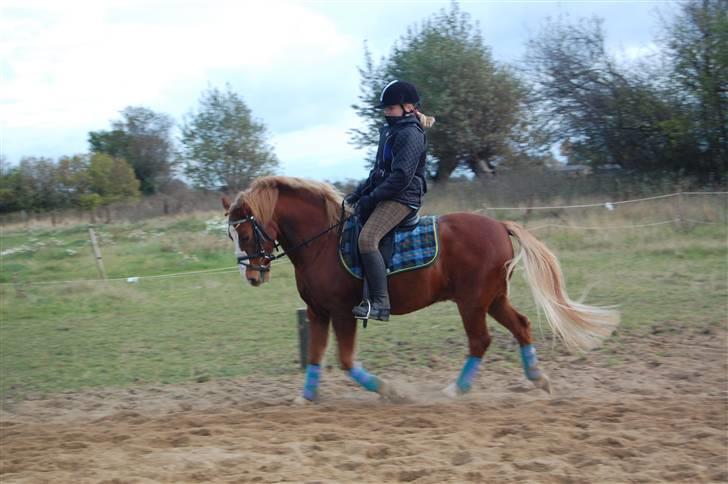 Welsh Pony af Cob-type (sec C) Jacki billede 8