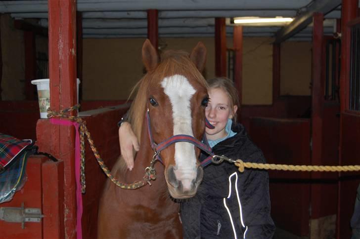 Welsh Pony af Cob-type (sec C) Jacki billede 10