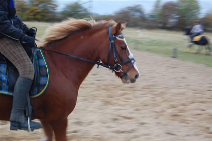 Welsh Pony af Cob-type (sec C) Jacki billede 12