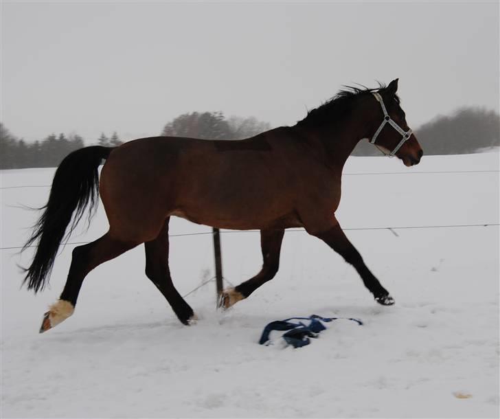 Anden særlig race Balder *R. I. P. * - Balder på ridebanen d. 19/2-10 billede 15