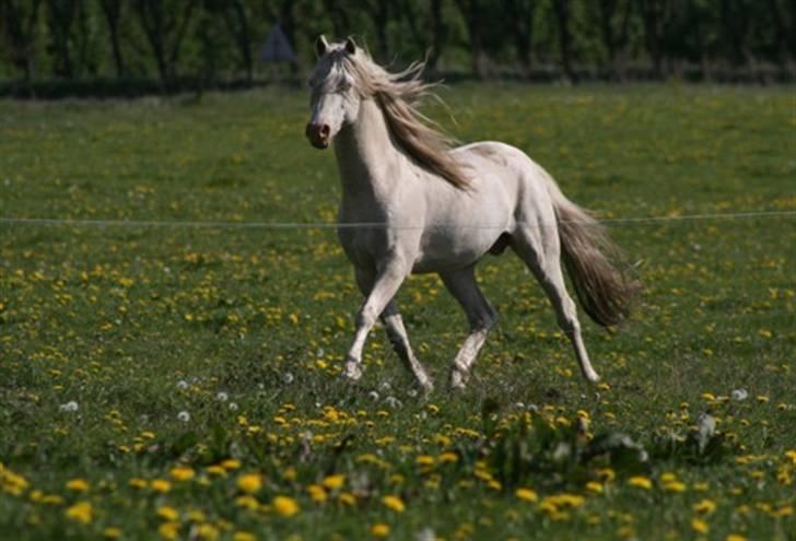 Welsh Pony (sec B) Låddenhøjs Inox - Avlshingst billede 8