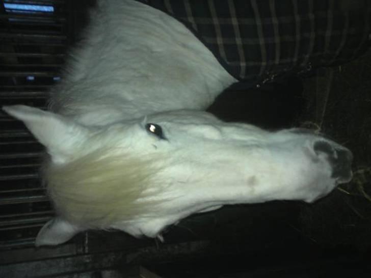 Connemara O'Connor - Lige efter han kom hjem d. 1/2-10. Foto: Louise Andersen billede 11