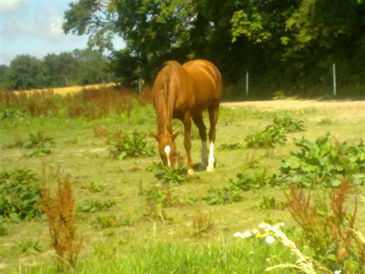 Welsh Pony (sec B) Nancy *Min bedste ven* - Nancy på fold sommeren 09. billede 10