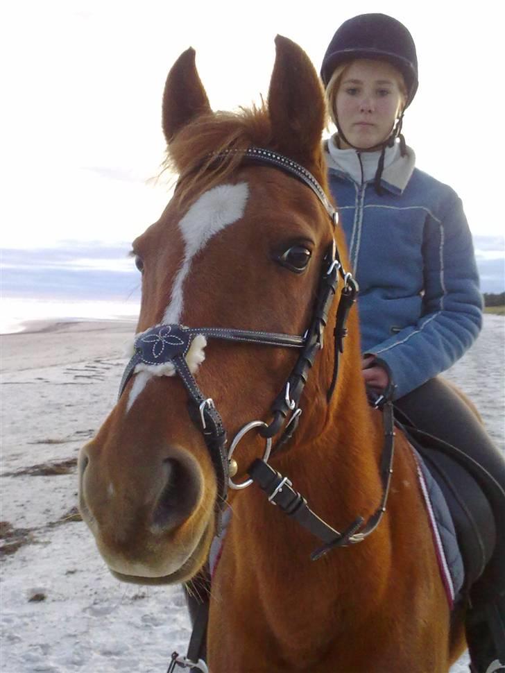 Welsh Pony (sec B) Nancy *Min bedste ven* - På stranden, d. 31/10-09 Ikke se på mig, men hesten! billede 11