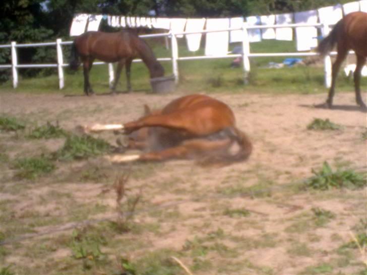 Welsh Pony (sec B) Nancy *Min bedste ven* - Sommeren 09. med Camellia i baggrunden og røven af Night Star. :D billede 13