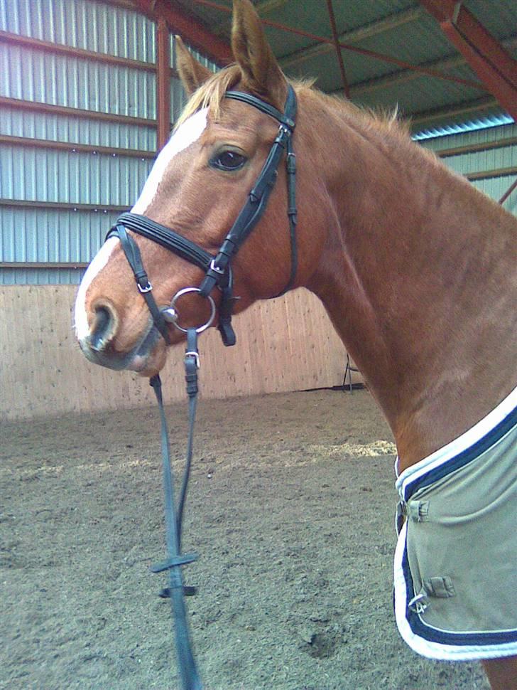 Dansk Varmblod Solbakkens Pigeon *R.I.P. billede 1