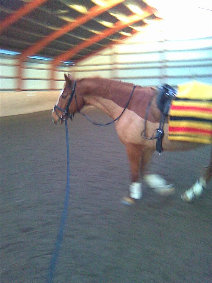 Dansk Varmblod Solbakkens Pigeon *R.I.P. - Så fik Pigeon noget som minder om en jagtklipning.. Sikke en farve der gemte sig inde under den lange pels ;-D billede 2