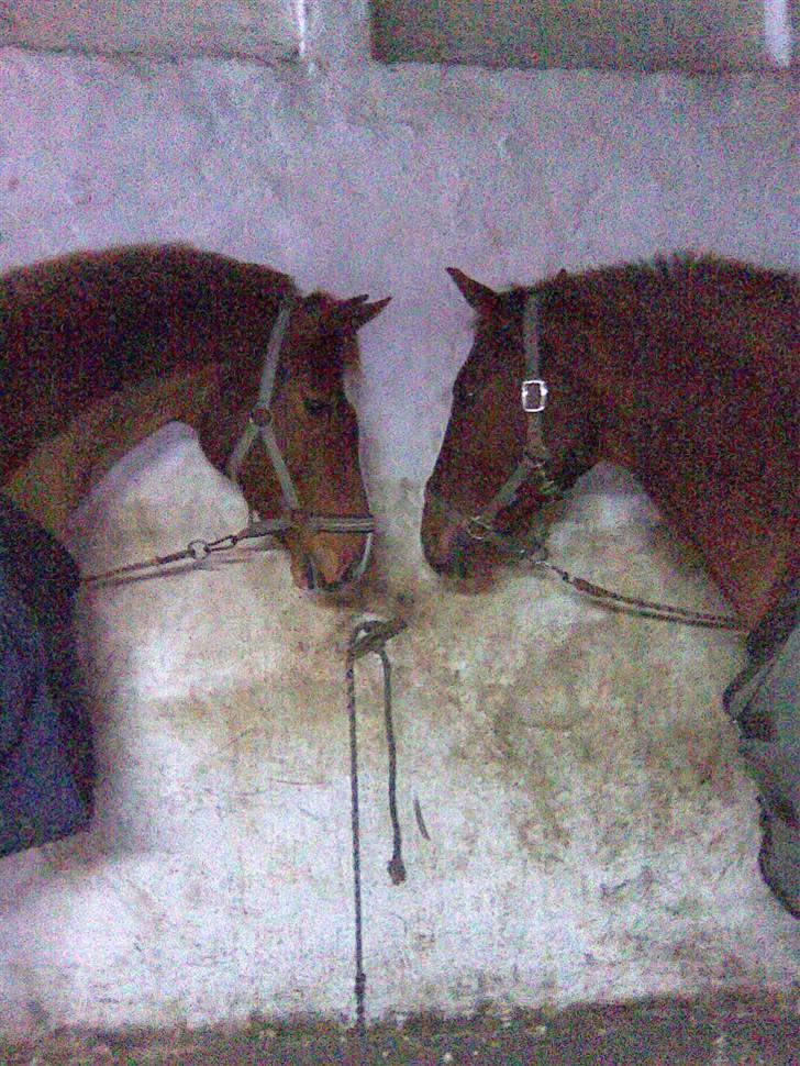 Dansk Varmblod Solbakkens Pigeon *R.I.P. - Pigeon (tv) og min søsters hest Elmelunds Zar hilser for første gang. To smukke røde heste, så bliver det ikke bedre <3 billede 3