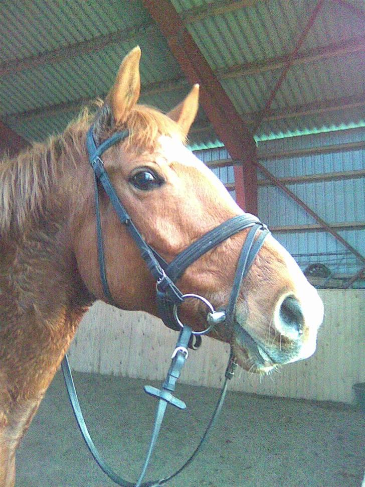 Dansk Varmblod Solbakkens Pigeon *R.I.P. billede 4