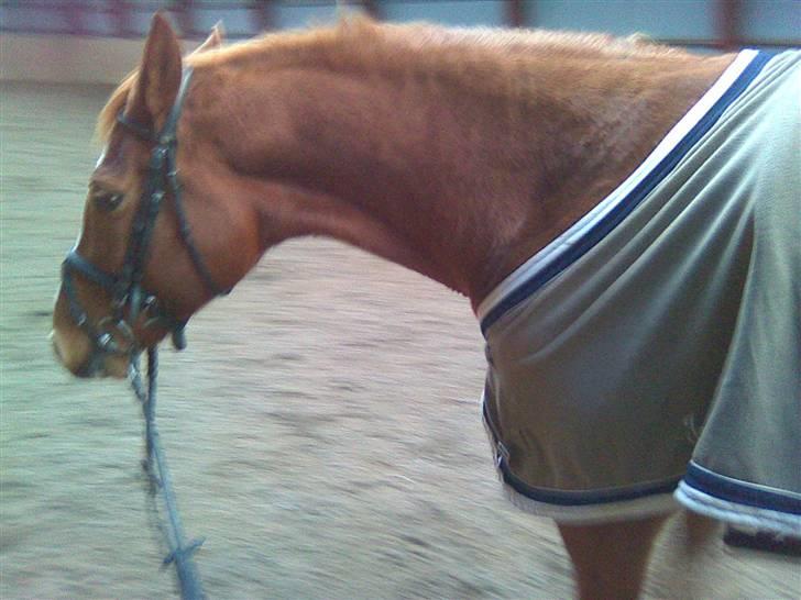 Dansk Varmblod Solbakkens Pigeon *R.I.P. billede 5