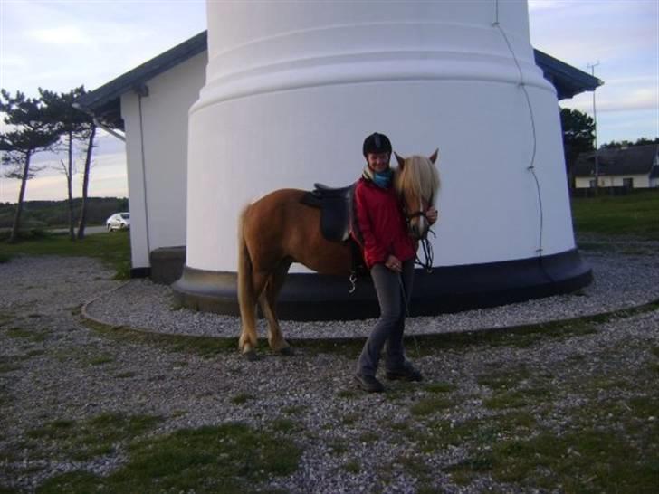 Islænder Björk Fra Porsmosen  - helgenæs fyrtårn sommeren 2009 <3  billede 20