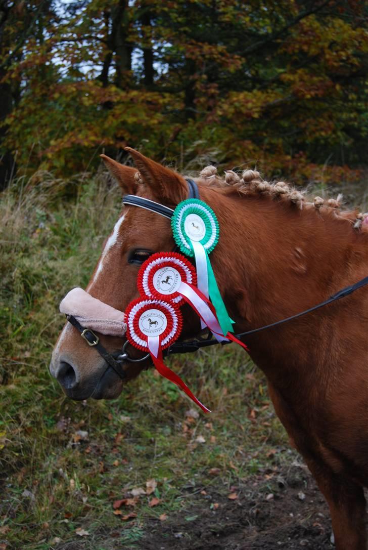 Anden særlig race Rosa* Linda h's * - efter stævne Foto :Frederikke( FML ) billede 17