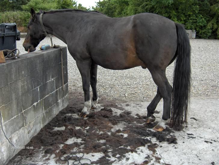 Anden særlig race Shadow - Jubii, det var dejligt at komme af med pelsen (: billede 10