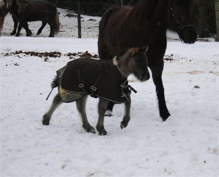 Islænder Halakarta fra Søholm - Life is about falling. Living is about getting back up.. you are the reason to get back up billede 4