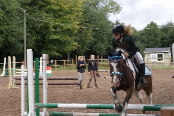 Knabstrupper Indy   billede 16