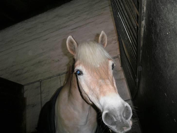 Haflinger Mistral - hej igen! :D billede 14