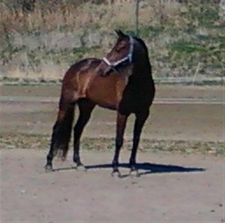 Traver Kiss mac laid billede 2