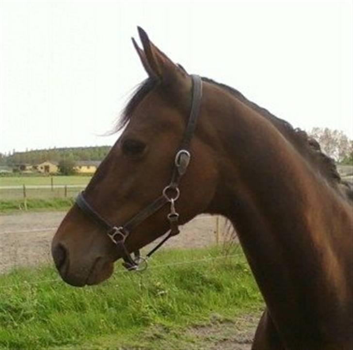 Traver Kiss mac laid billede 3