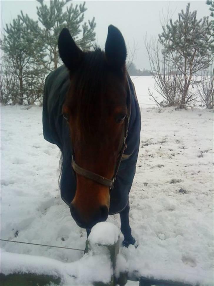 Traver Kiss mac laid - hoppen i vinterkulden.. billede 4