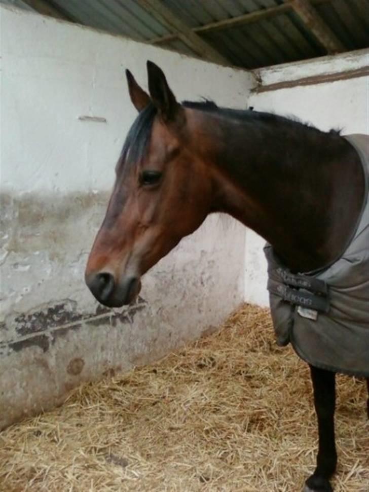 Traver Kiss mac laid billede 5