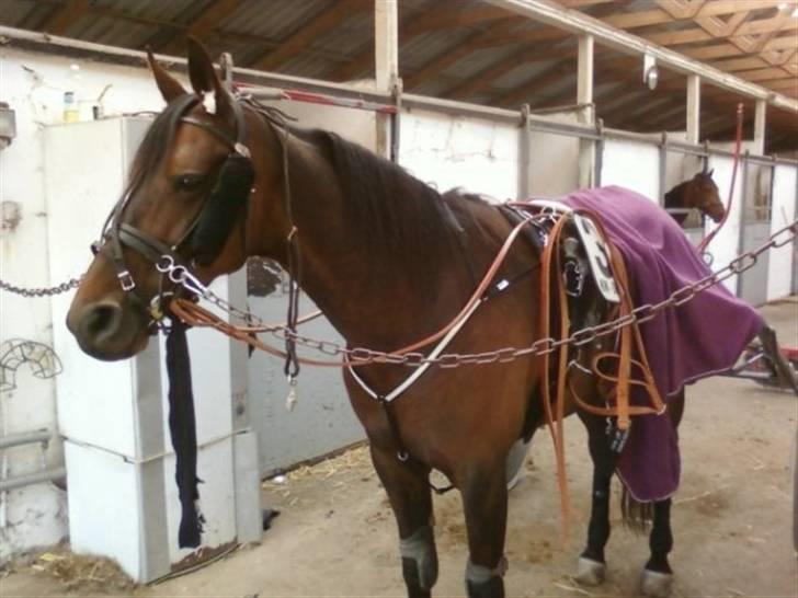 Traver Kiss mac laid - Så er vi på vej ud og gi den gas på banen:) billede 6