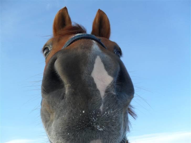 New Forest Silvester billede 1