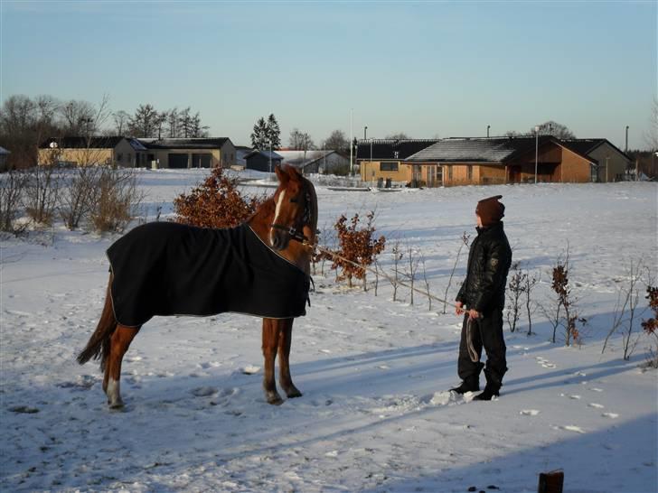 New Forest Silvester billede 2