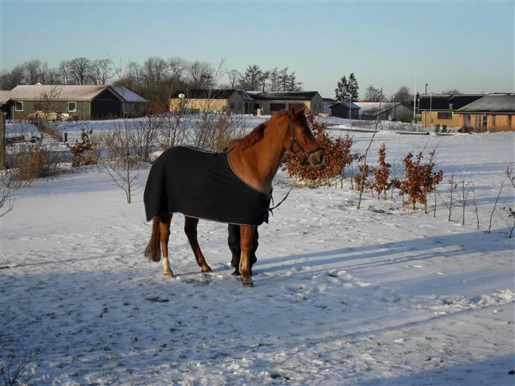 New Forest Silvester billede 3