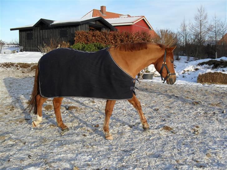 New Forest Silvester billede 4