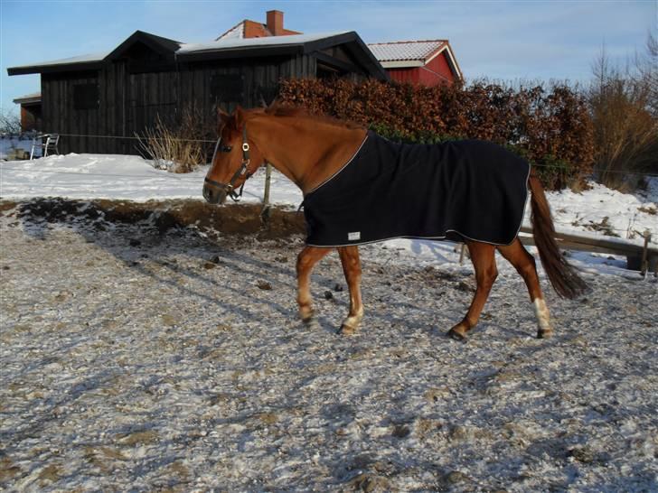 New Forest Silvester billede 5